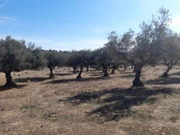 Farm 1 Bedroom