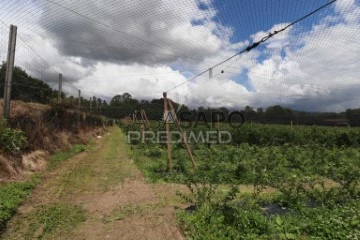 Finca ganadera