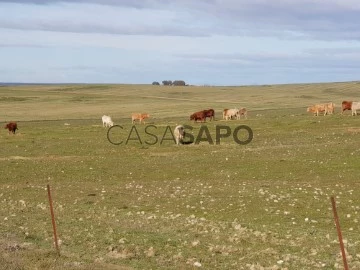 Cattle Ranch