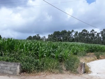 Terreno Rústico