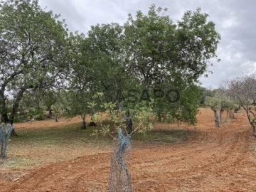 Terrain Rustique