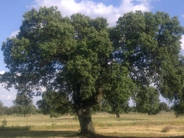 Finca ganadera