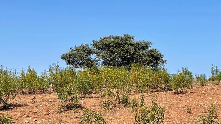 Terreno Rústico para comprar em Mértola