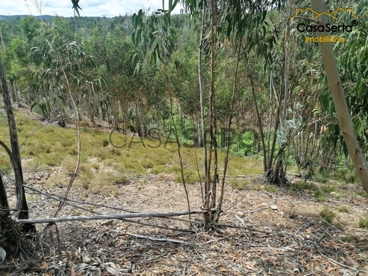 Terreno para comprar em Pedrógão Grande