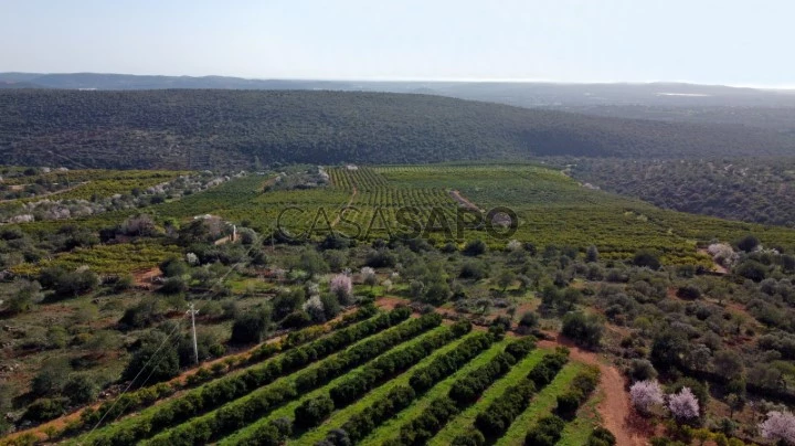 Verger d'agrumes en production de 80 hectares