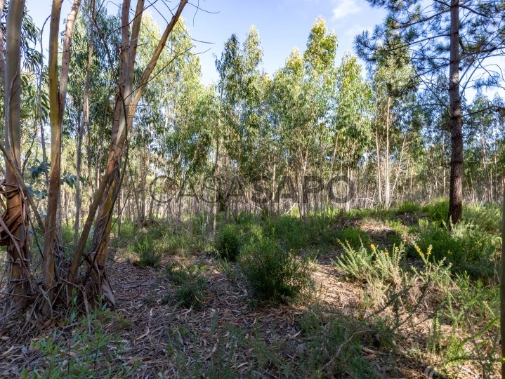 Terreno para comprar em Mafra