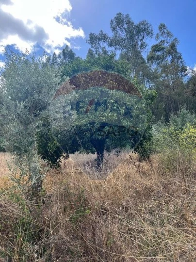 Terreno para comprar em Alvaiázere