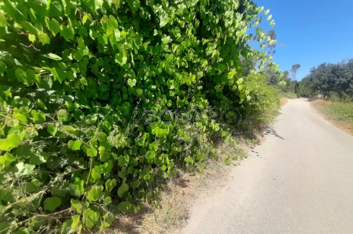 Terreno para comprar em Viseu