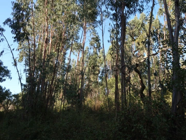 Terreno Rústico para comprar em Santiago do Cacém