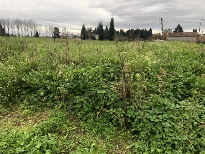 Terreno para comprar em Oliveira do Bairro