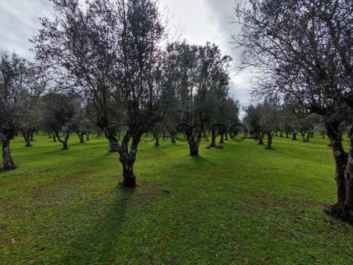 Terreno para comprar em Vila Viçosa