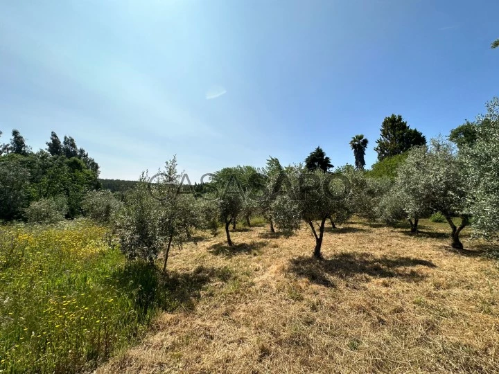 Terreno para comprar em Alvaiázere