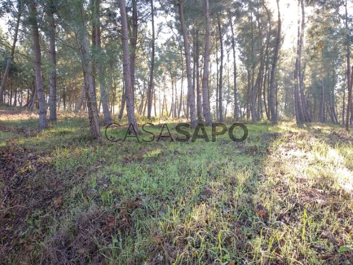 Terreno Urbano para comprar em Oliveira do Bairro