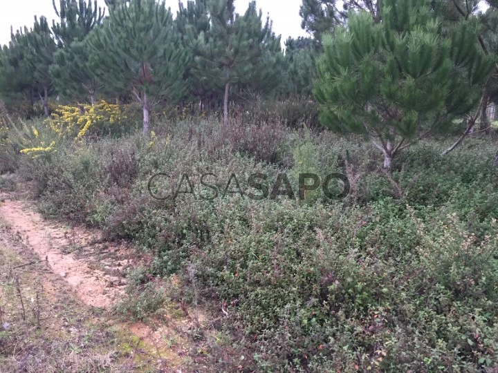 Terreno para comprar em Oliveira do Bairro