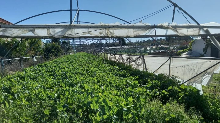 Terreno para comprar em Oliveira do Bairro