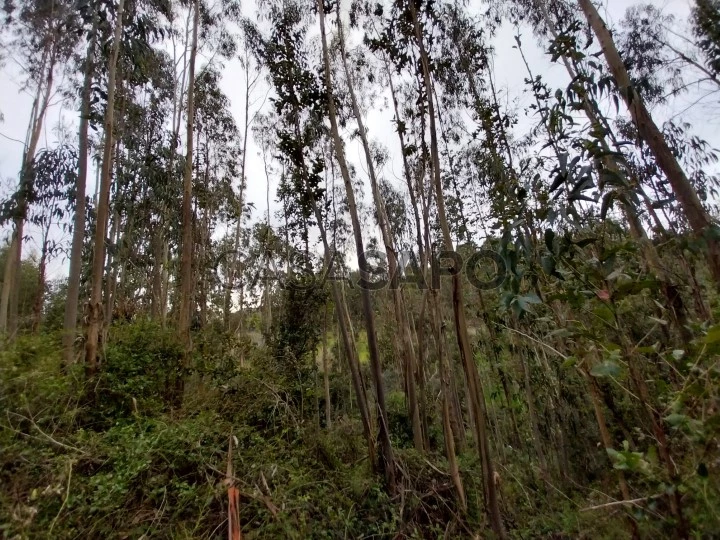 Terreno Rústico para comprar em Mafra