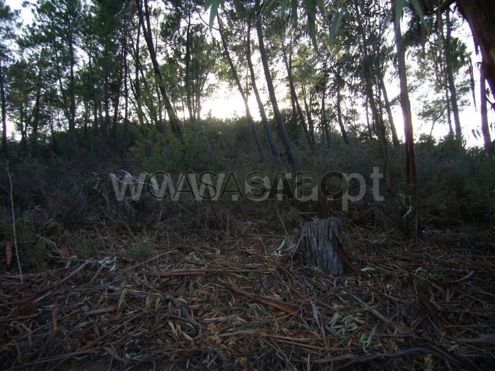 Terreno Rústico para comprar em Tavira