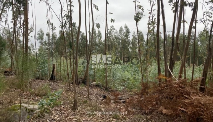 Terreno T1 para comprar em Marco de Canaveses