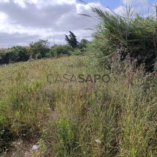 Terreno Rústico para comprar em Alcobaça